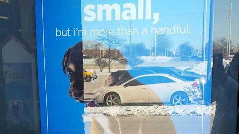 Petco 'I May Be Small' Window Poster