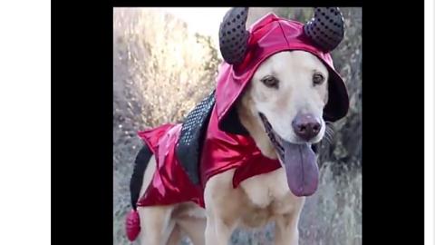 PetSmart 'Spookiest Pet Costume' Twitter Update