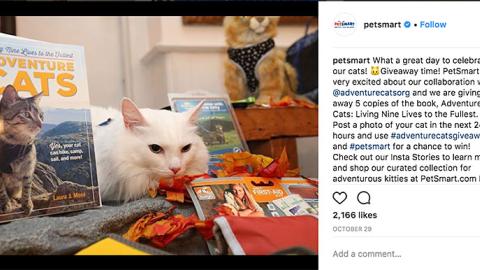 PetSmart Adventure Cats 'Giveaway Time' Instagram Update