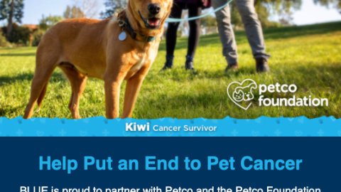 Blue Buffalo Petco Foundation 'Pet Cancer' Email