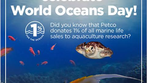 Petco 'Celebrate World Oceans Day' Email